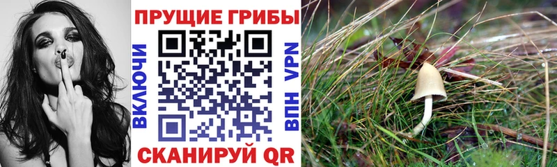 Галлюциногенные грибы MAGIC MUSHROOMS  купить  цена  Еманжелинск 